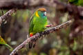 Painted Tiger Parrot Psittacella picta lorentzi