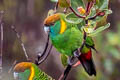Painted Tiger Parrot Psittacella picta lorentzi