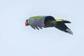 Papuan Eclectus Eclectus polychloros polychloros