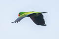 Papuan Eclectus Eclectus polychloros polychloros