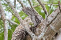 Papuan Frogmouth Podargus papuensis