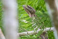 Papuan Frogmouth Podargus papuensis
