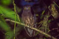 Papuan Boobook Ninox theomacha theomacha