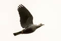 Pinon's Imperial Pigeon Ducula pinon jobiensis