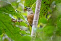 Raja Ampat Pitohui Pitohui cerviniventris