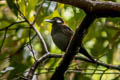 Red-and-black Thrush Geokichla mendeni