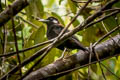 Red-and-black Thrush Geokichla mendeni