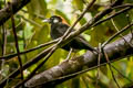 Red-and-black Thrush Geokichla mendeni