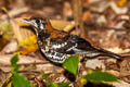 Red-backed Thrush Geokichla erythronota erythronota