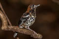 Red-backed Thrush Geokichla erythronota erythronota