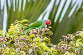 Red-cheeked Parrot Geoffroyus geoffroyi cyanicollis