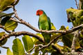 Red-cheeked Parrot Geoffroyus geoffroyi obiensis