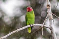 Red-cheeked Parrot Geoffroyus geoffroyi minor