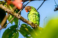Red-cheeked Parrot Geoffroyus geoffroyi minor