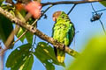 Red-cheeked Parrot Geoffroyus geoffroyi minor