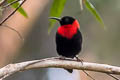 Red-collared Myzomela Myzomela rosenbergii rosenbergii