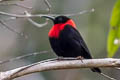 Red-collared Myzomela Myzomela rosenbergii rosenbergii