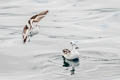 Red-necked Phalarope Phalaropus lobatus