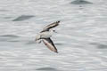 Red-necked Phalarope Phalaropus lobatus