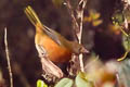 Rufous-naped Bellbird Aleadryas rufinucha niveifrons