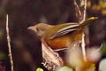 Rufous-naped Bellbird Aleadryas rufinucha niveifrons