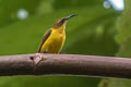 Olive-backed Sunbird Cinnyris frenatus frenatus