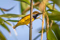 Sahul Sunbird Cinnyris frenatus robustirostris