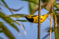 Olive-backed Sunbird Cinnyris frenatus robustirostris