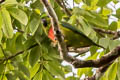 Salvadori's Fig Parrot Psittaculirostris salvadorii