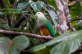 Scarlet-breasted Fruit Dove Ptilinopus bernsteinii bernsteinii