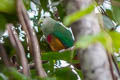 Scarlet-breasted Fruit Dove Ptilinopus bernsteinii bernsteinii