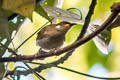 Scrub Honeyeater Microptilotis albonotatus