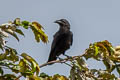 Slender-billed Crow Corvus enca celebensis