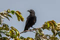 Sulawesi Crow Corvus celebensis celebensis