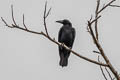 Sulawesi Crow Corvus celebensis celebensis