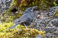 Sooty Honeyeater Melionyx fuscus