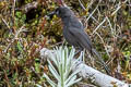 Sooty Honeyeater Melionyx fuscus