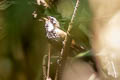 Sooty Thicket Fantail Rhipidura threnothorax