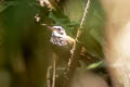 Sooty Thicket Fantail Rhipidura threnothorax