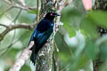 Spangled Drongo Dicrurus bracteatus atrocaeruleus