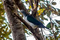 Spectacled Imperial Pigeon Ducula perspicillata (Moluccan Imperial Pigeon)