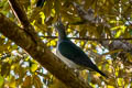 Spectacled Imperial Pigeon Ducula perspicillata (Moluccan Imperial Pigeon)