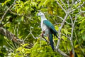 Spice Imperial Pigeon Ducula myristicivora myristicivora