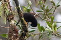 Splendid Astrapia Astrapia splendidissima helios