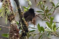 Splendid Astrapia Astrapia splendidissima helios