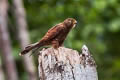 Spotted Kestrel Falco moluccensis moluccensis