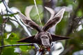Standardwing Semioptera wallacii halmaherae