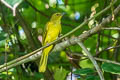 Sula Golden Bulbul Hypsipetes lucasi