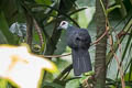 Sula Cuckoo-Dove Turacoena sulaensis (Solilongan Cuckoo-Dove)