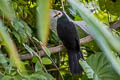 Sula Cuckoo-Dove Turacoena sulaensis (Solilongan Cuckoo-Dove)